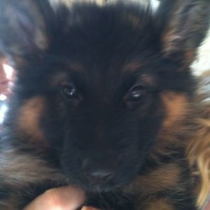 Meet your Posher, Logan